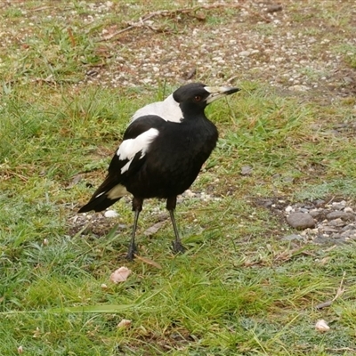 Gymnorhina tibicen (Australian Magpie) at Freshwater Creek, VIC - 23 Oct 2021 by WendyEM