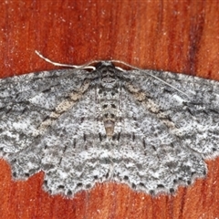 Ectropis fractaria (Ringed Bark Moth) at Rosedale, NSW - 8 Sep 2024 by jb2602