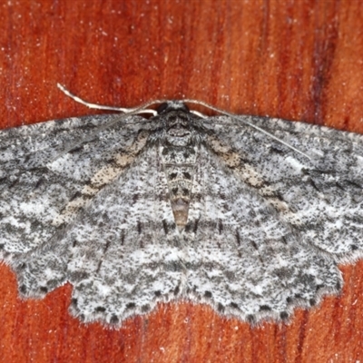 Ectropis fractaria (Ringed Bark Moth) at Rosedale, NSW - 8 Sep 2024 by jb2602