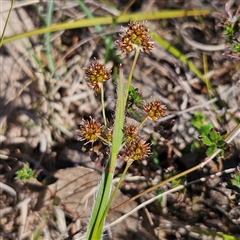 Luzula densiflora (Dense Wood-rush) at Kambah, ACT - 9 Sep 2024 by MatthewFrawley