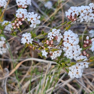 Leucopogon virgatus at Kambah, ACT - 9 Sep 2024