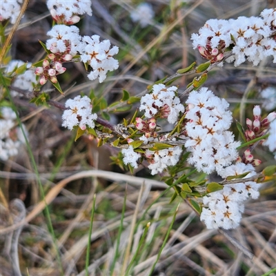 Leucopogon virgatus (Common Beard-heath) at Kambah, ACT - 9 Sep 2024 by MatthewFrawley