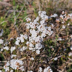 Leucopogon virgatus at Kambah, ACT - 9 Sep 2024