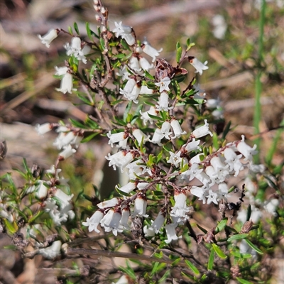 Cryptandra amara (Bitter Cryptandra) at Kambah, ACT - 9 Sep 2024 by MatthewFrawley