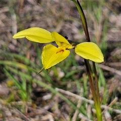 Diuris chryseopsis (Golden Moth) at Kambah, ACT - 9 Sep 2024 by MatthewFrawley