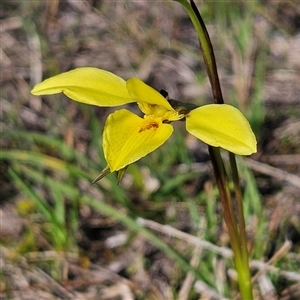 Diuris chryseopsis at Kambah, ACT - 9 Sep 2024