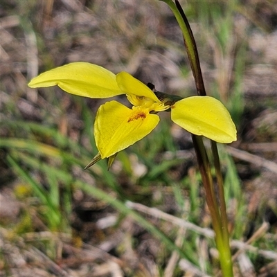 Diuris chryseopsis (Golden Moth) at Kambah, ACT - 9 Sep 2024 by MatthewFrawley