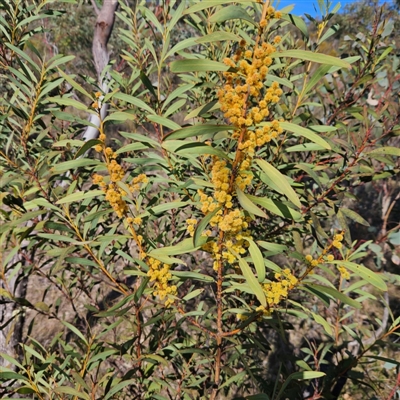 Acacia rubida (Red-stemmed Wattle, Red-leaved Wattle) at Kambah, ACT - 9 Sep 2024 by MatthewFrawley