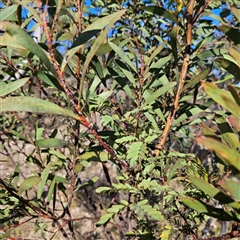 Acacia rubida at Kambah, ACT - 9 Sep 2024