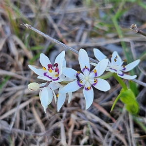 Wurmbea dioica subsp. dioica at Kambah, ACT - 9 Sep 2024 02:47 PM