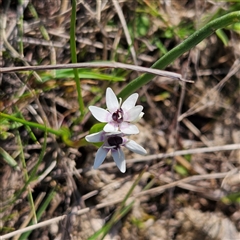 Wurmbea dioica subsp. dioica at Kambah, ACT - 9 Sep 2024 02:47 PM