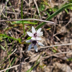 Wurmbea dioica subsp. dioica at Kambah, ACT - 9 Sep 2024 02:47 PM