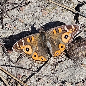 Junonia villida at Kambah, ACT - 9 Sep 2024