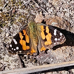 Vanessa kershawi (Australian Painted Lady) at Kambah, ACT - 9 Sep 2024 by MatthewFrawley