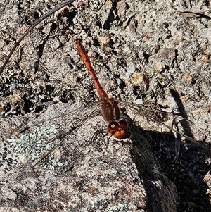 Diplacodes bipunctata at Kambah, ACT - 9 Sep 2024 03:01 PM