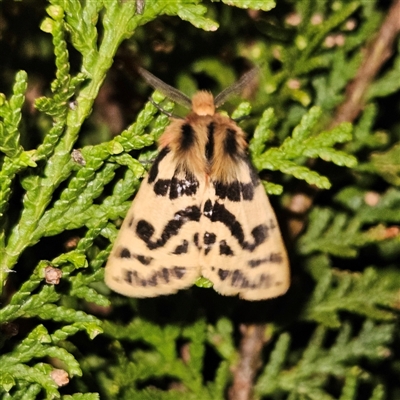 Ardices curvata (Crimson Tiger Moth) at Braidwood, NSW - 9 Sep 2024 by MatthewFrawley