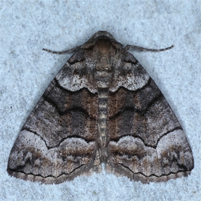 Dysbatus (genus) (A Line Geometrid.) at Rosedale, NSW - 8 Sep 2024 by jb2602