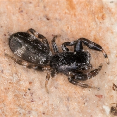 Holoplatys sp. (genus) (Unidentified Holoplatys jumping spider) at Evatt, ACT - 9 Sep 2024 by kasiaaus