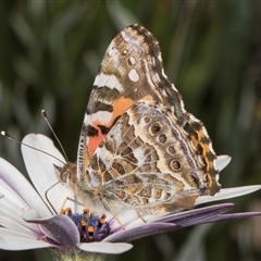 Vanessa kershawi (Australian Painted Lady) at Melba, ACT - 9 Sep 2024 by kasiaaus