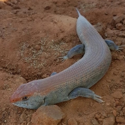 Liopholis kintorei (Great Desert Skink, Tjakura, Warrarna, Mulyamiji) by MichaelBedingfield