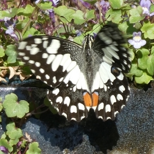 Papilio demoleus at Charleys Forest, NSW - 9 Sep 2024