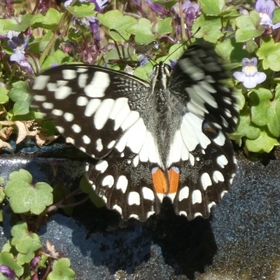 Papilio demoleus (Chequered Swallowtail) at Charleys Forest, NSW - 9 Sep 2024 by arjay