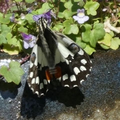 Papilio demoleus at Charleys Forest, NSW - 9 Sep 2024