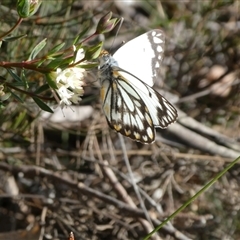 Belenois java (Caper White) at Charleys Forest, NSW - 27 Oct 2022 by arjay