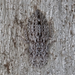 Ledromorpha planirostris (A leafhopper) at Melba, ACT - 9 Sep 2024 by kasiaaus