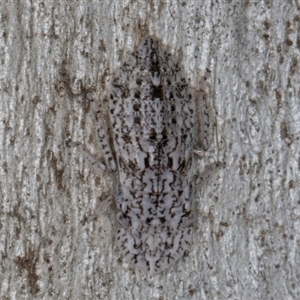 Ledromorpha planirostris at Melba, ACT - 9 Sep 2024 11:23 AM