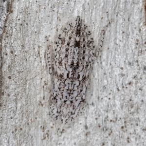 Ledromorpha planirostris at Melba, ACT - 9 Sep 2024 11:23 AM