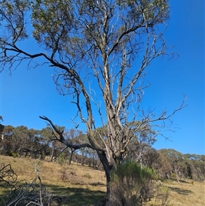 Acacia implexa at Jacka, ACT - 10 Sep 2024