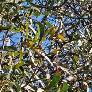 Acacia implexa at Jacka, ACT - 10 Sep 2024