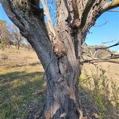 Acacia implexa at Jacka, ACT - 10 Sep 2024