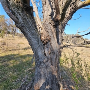 Acacia implexa at Jacka, ACT - 10 Sep 2024