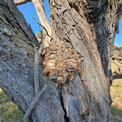 Acacia implexa at Jacka, ACT - 10 Sep 2024