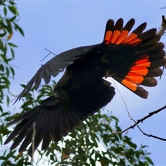 Calyptorhynchus lathami lathami (Glossy Black-Cockatoo) at Moruya, NSW - 8 Sep 2024 by LisaH