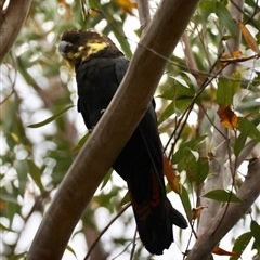 Calyptorhynchus lathami lathami (Glossy Black-Cockatoo) at Moruya, NSW - 7 Sep 2024 by LisaH