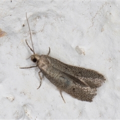 Unidentified Curved-horn moth (all Gelechioidea except Oecophoridae) at Melba, ACT - 9 Sep 2024 by kasiaaus