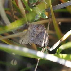 Dissomorphia australiaria at Tharwa, ACT - 7 Sep 2024 05:00 PM