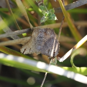 Dissomorphia australiaria at Tharwa, ACT - 7 Sep 2024 05:00 PM