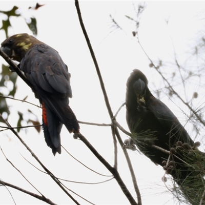 Calyptorhynchus lathami lathami (Glossy Black-Cockatoo) at Moruya, NSW - 7 Sep 2024 by LisaH