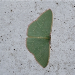 Chlorocoma dichloraria (Guenee's or Double-fringed Emerald) at Freshwater Creek, VIC - 23 May 2021 by WendyEM