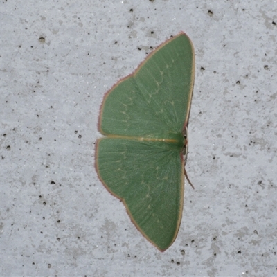 Chlorocoma dichloraria (Guenee's or Double-fringed Emerald) at Freshwater Creek, VIC - 23 May 2021 by WendyEM