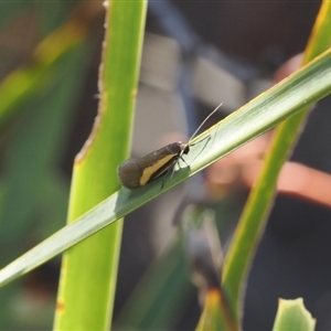 Philobota chrysopotama at Tharwa, ACT - 7 Sep 2024