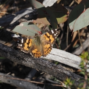 Vanessa kershawi at Tharwa, ACT - 7 Sep 2024 04:21 PM