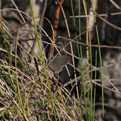 Zizina otis (Common Grass-Blue) at Tharwa, ACT - 7 Sep 2024 by RAllen