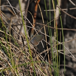 Zizina otis at Tharwa, ACT - 7 Sep 2024 04:22 PM