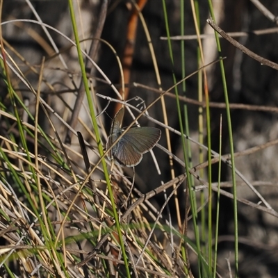 Zizina otis (Common Grass-Blue) at Tharwa, ACT - 7 Sep 2024 by RAllen