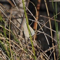 Zizina otis at Tharwa, ACT - 7 Sep 2024 04:22 PM